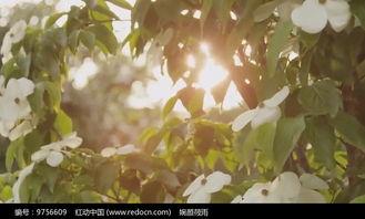 阳光普照头条视频,聚焦时事热点，传递正能量