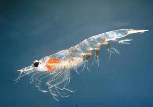 头条里的磷虾,揭秘磷虾的生态价值与养殖前景