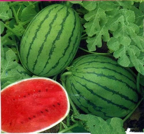 泰国西瓜最新爆料,揭秘神秘事件背后的真相