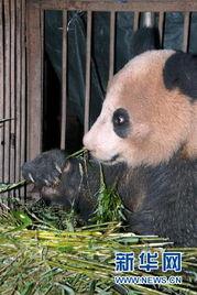 野生大熊猫吃瓜,瓜果飘香
