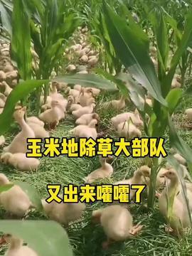 羊羊在吃瓜,羊羊的夏日瓜趣时光