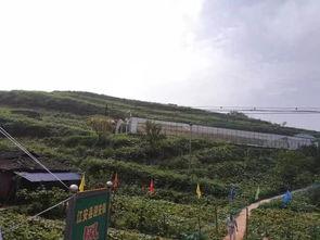 汉源小学吃瓜事件,校园食品安全引发关注