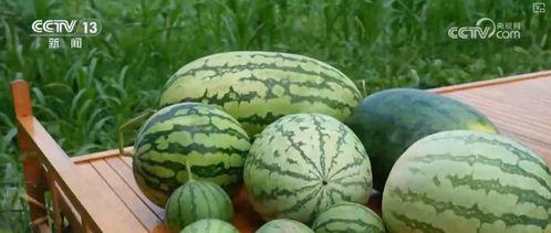 求瓜 吃瓜,揭秘“求瓜吃瓜”背后的娱乐生态