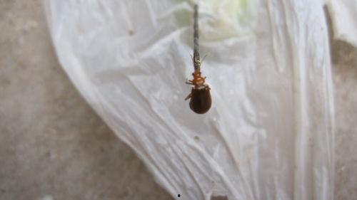 怎样预防吃瓜的虫子,守护夏日美味瓜果的秘密